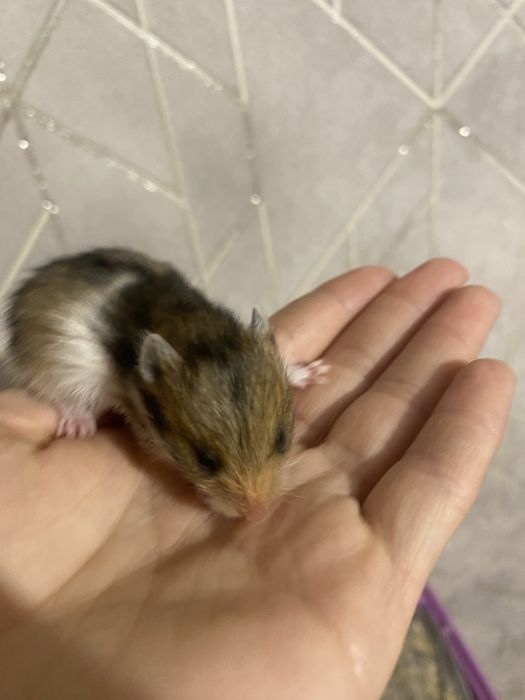 Сирийские хомяки