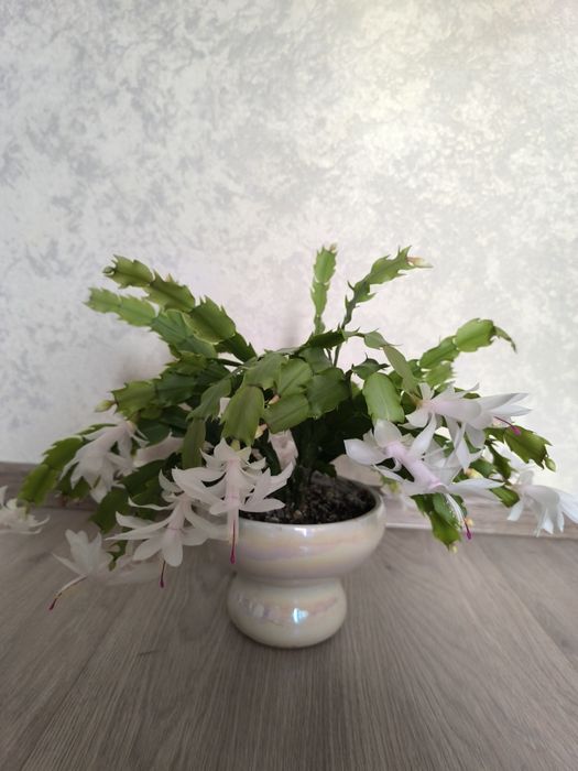 Декабрист белый продам