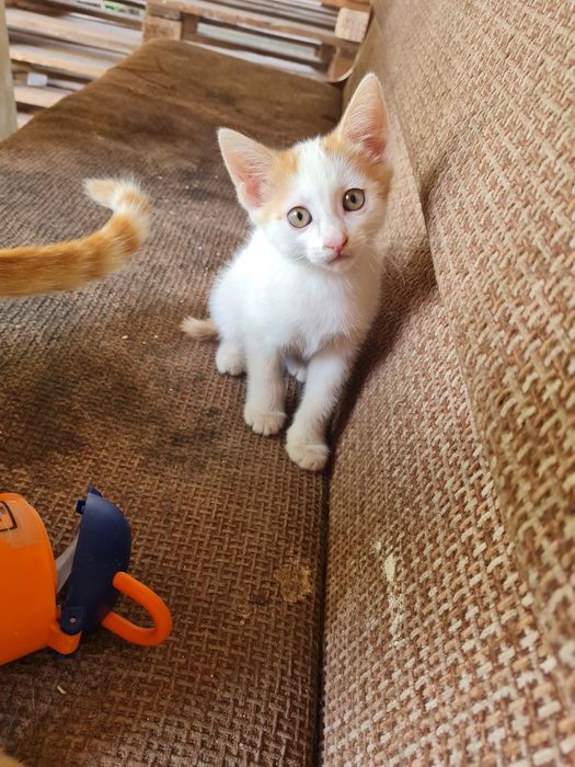 Отдам котят подарок