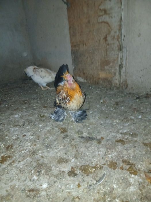 Продам карликовый петух лохматый