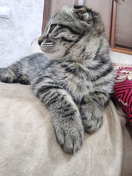 Шотландские котята СКОТИШ ФОЛД СТРАЙТЫ