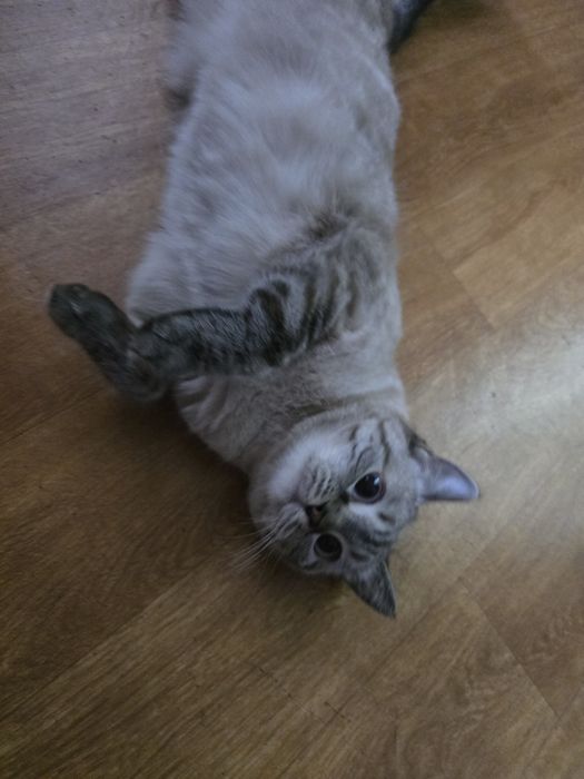 Кошечка на вязку