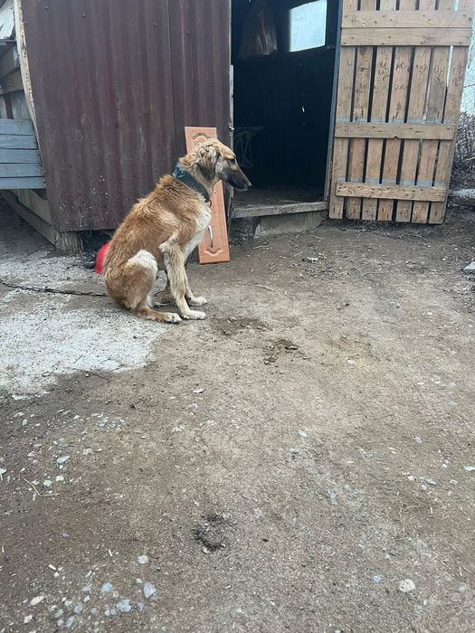 Тазы ит  сатамын