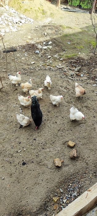 Продается яйцы куриные для инкубации