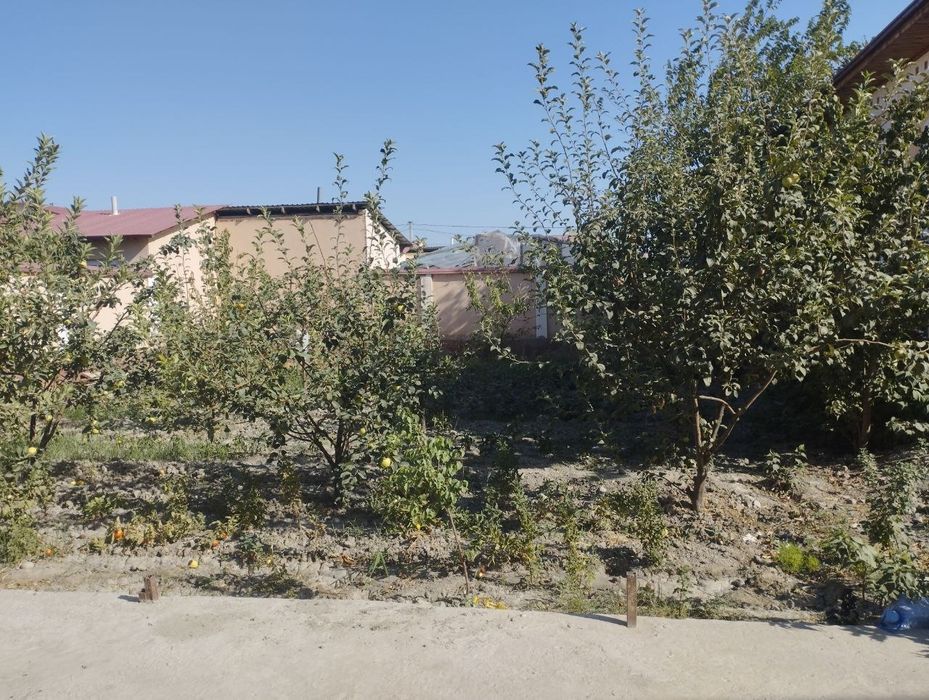 Katej 6 sotiq samarqand