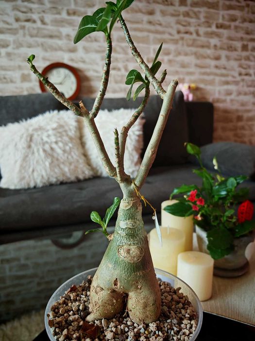 Предлагам за продажба едри сортови Адениуми