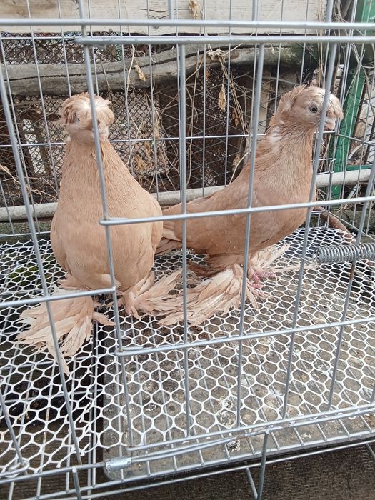 Продам голубей хороших