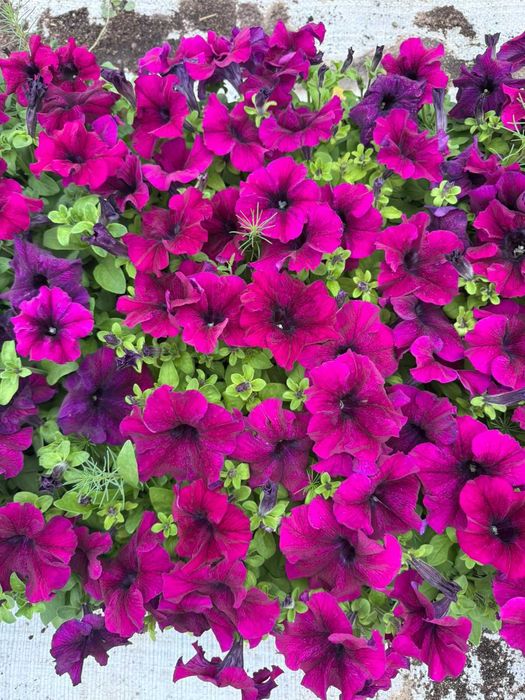 Петуня цветы рассады