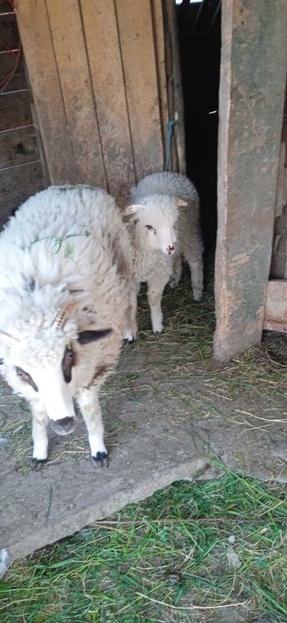 Vand 2 mioare sí un berbec