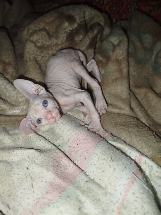 Продаю катёнка сфинкса