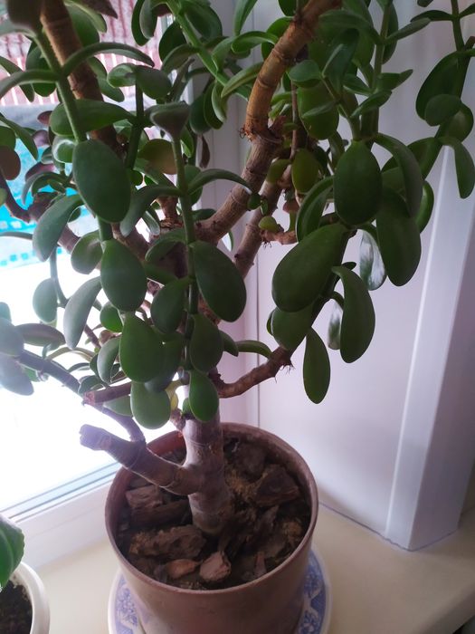 Продам денежное дерево