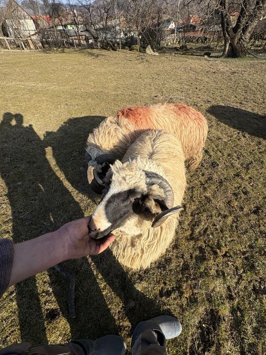 De vanzare un berbec de 1 an si unu de 2 ani