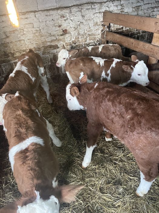 Vitei baltati de vanzare