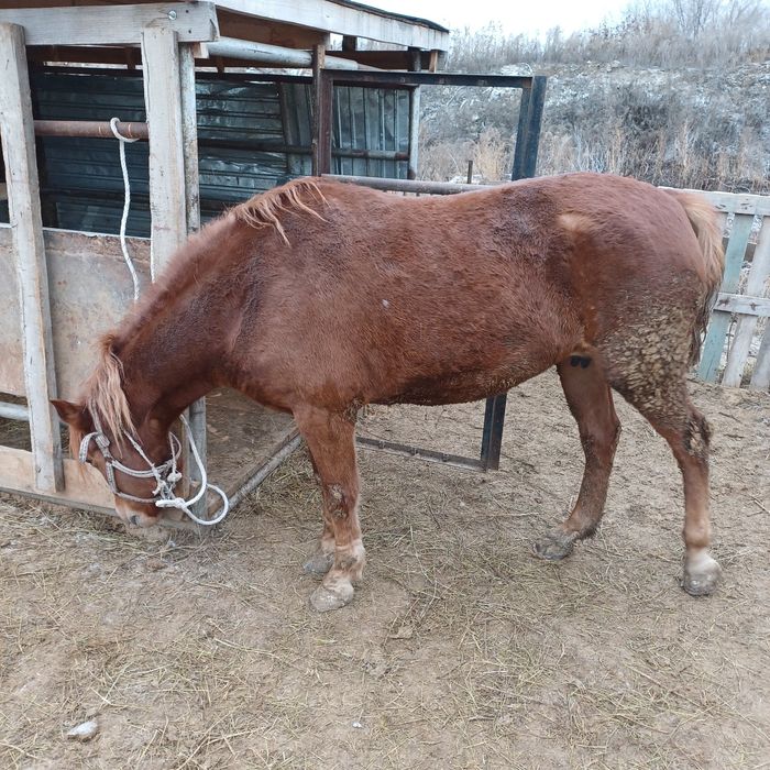 Продам лошадь,4года