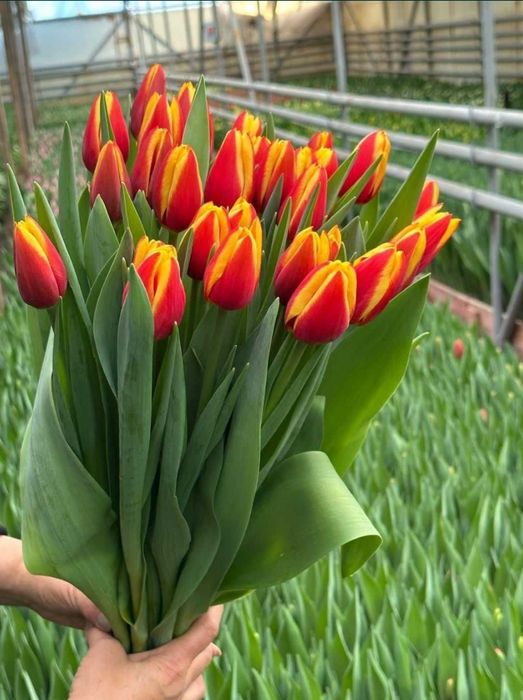 Тюльпаны Павлодар