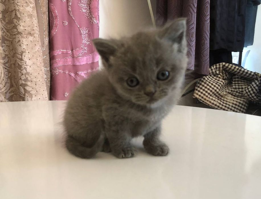 Schottish fold 1 oylik mushuklar sotiladi