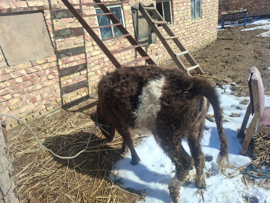 Ұрғашы қашар семіз