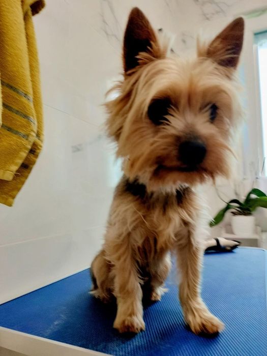 (Coafor căței   )                   Tund căței  talie mica