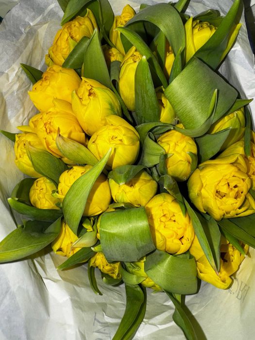 Тюльпаны оптом / розница от 25 штук