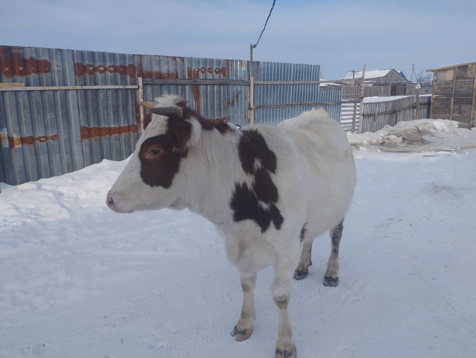 Телка 1.5 на развод