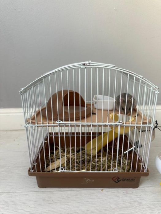 Продам милого хомячка