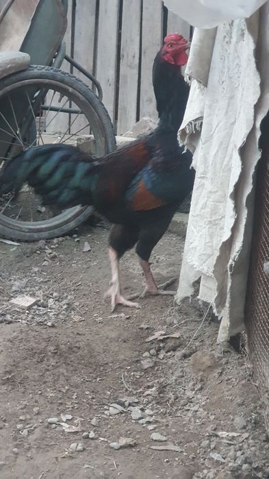 Bobo xo'roz va tovuq sotiladi