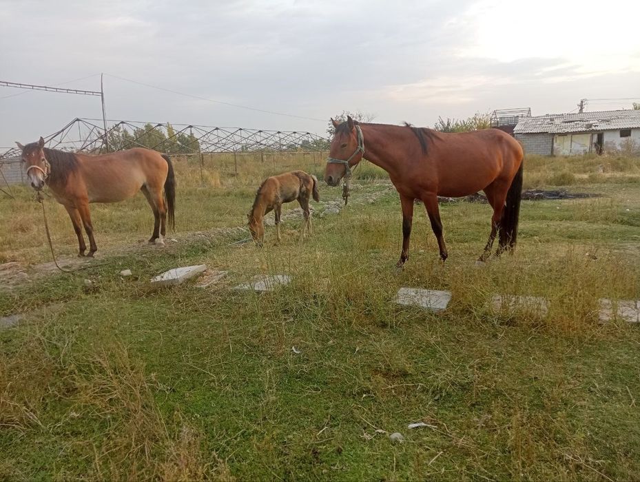 Продается лошади/Отлар сотилади