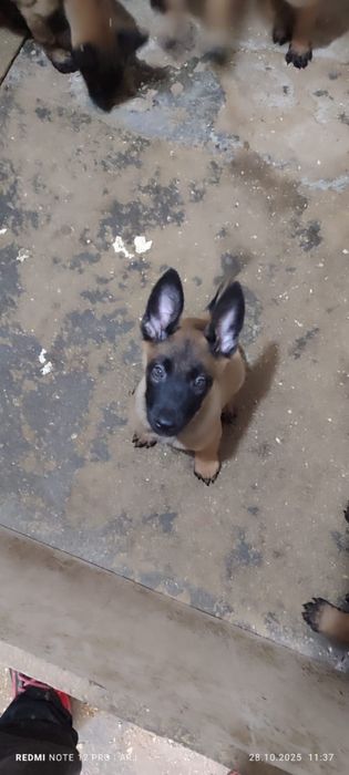 Бельгийская овчарка малинуа