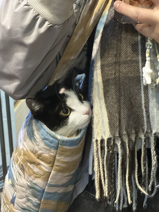 Отдам кота кастрированного