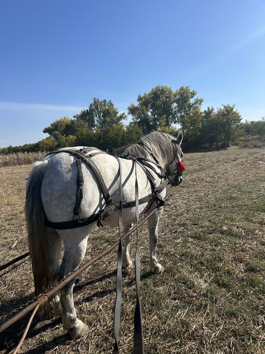 Iapa de 7 ani garantata