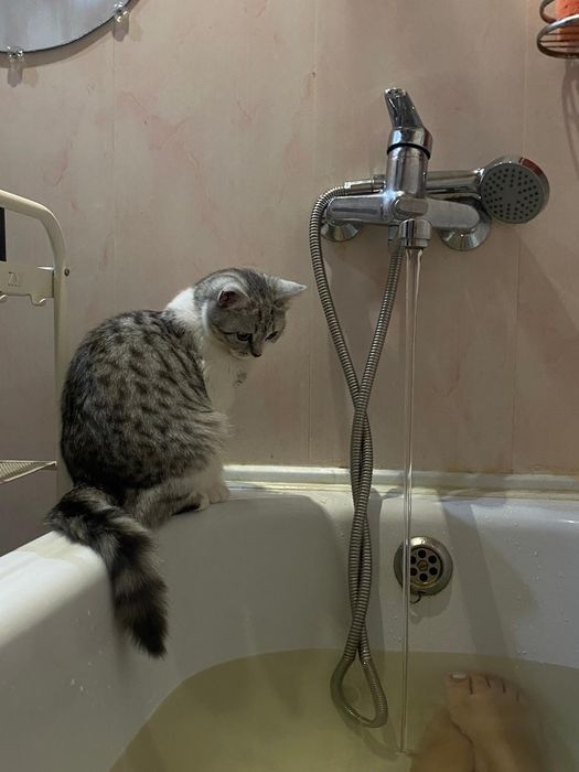 Отдам красивую кошечку в добрые руки