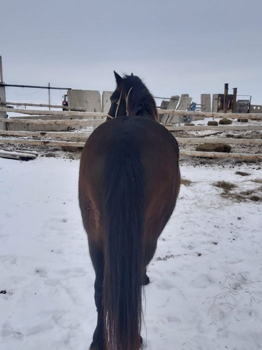 Ат сатамын. Продам коня  650 000