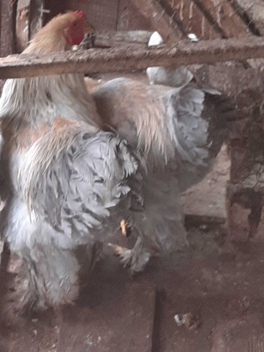 Cocoși brahma isabel perlat