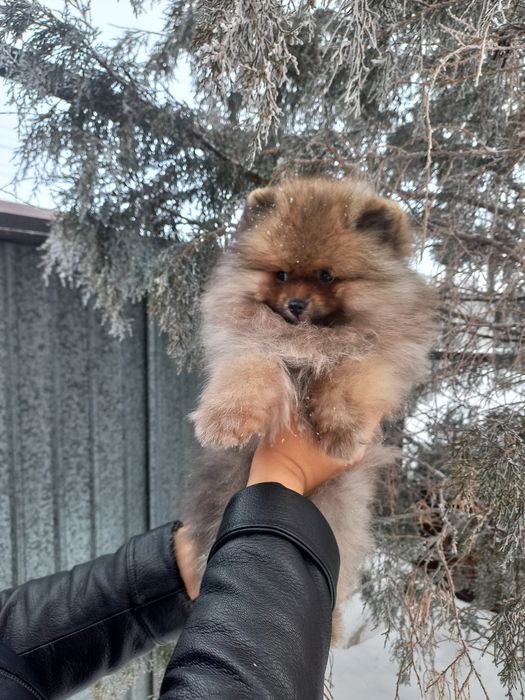 Продаётся шикарный малыш