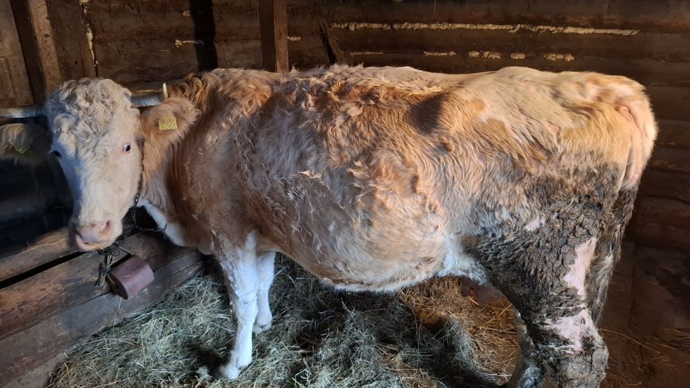 Vând 2 vaci baltate