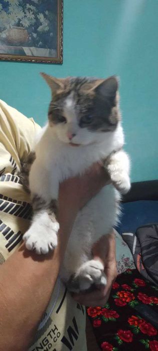 Котик отдам бесплатно  мальчик  год ,