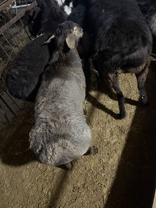 Qoʻylar qoʻchqorlar soriladi