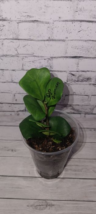 Продам ростки комнатных цветов