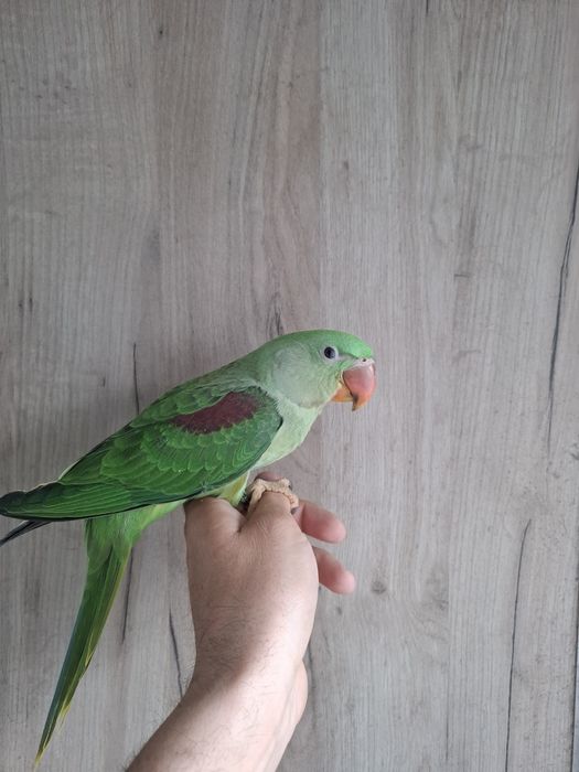 Marele Alexander cu test adn