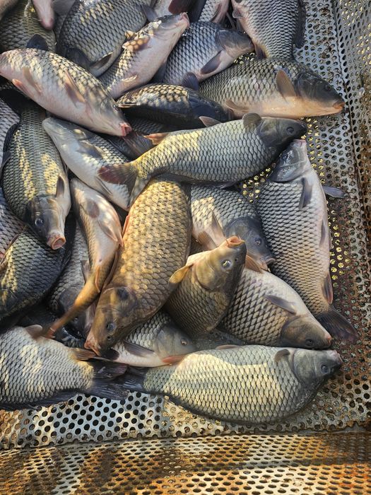 Puiet de crap acvacultura