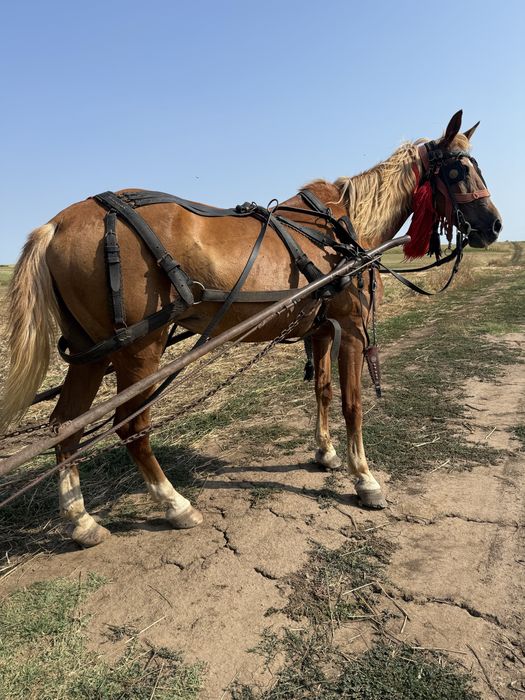 Iapă cuminte și fără defecte