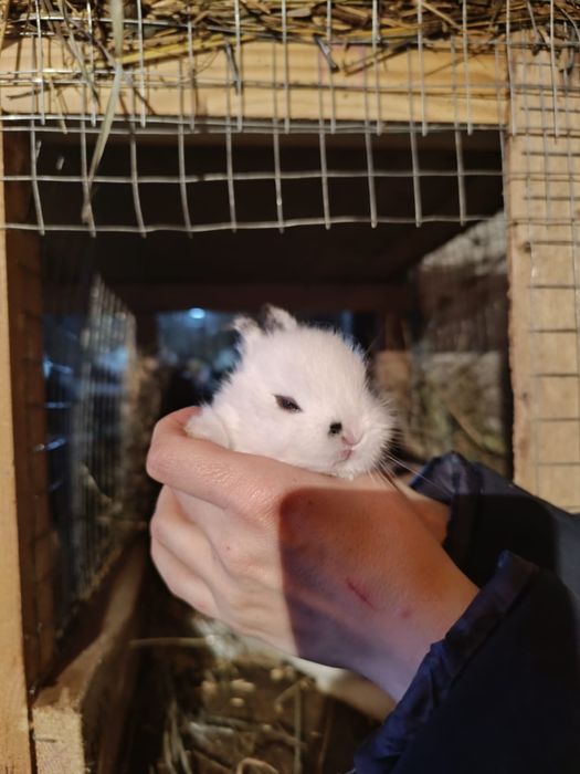 Карликовые кролики