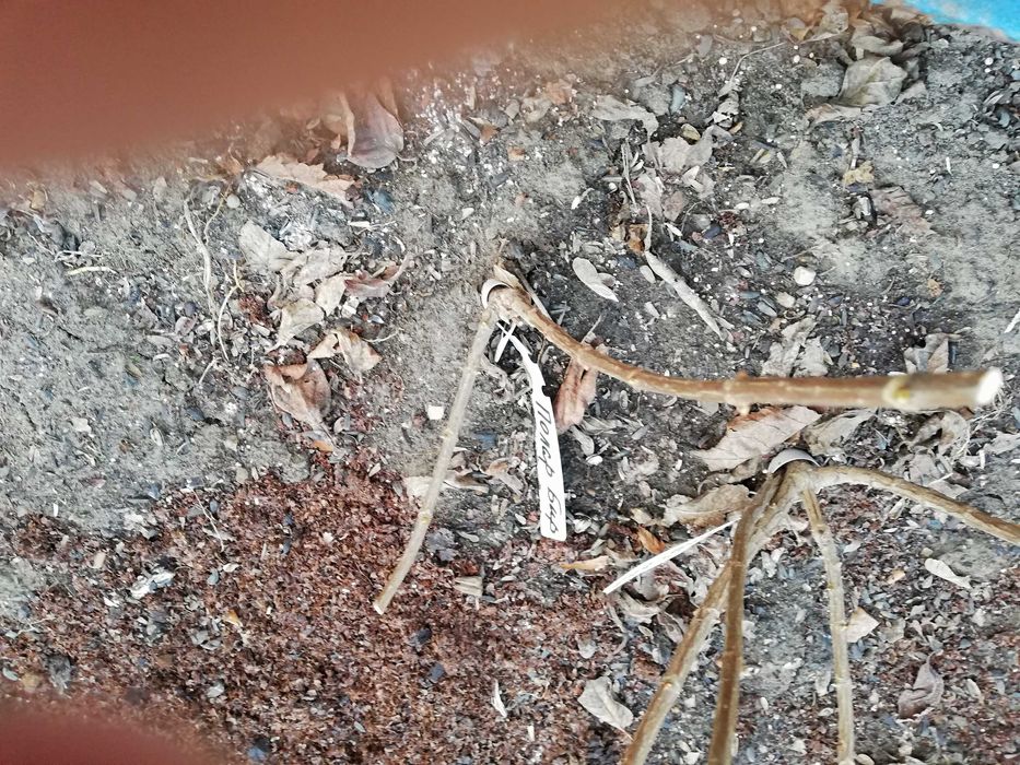 Черенки метельчатой гортензии 2х летние