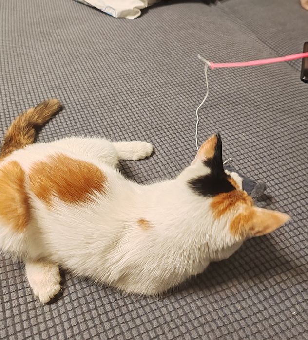 Найден котёнок, девочка