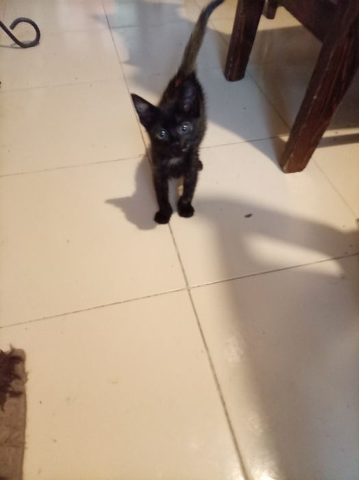 Черно коте търси дом Пловдив