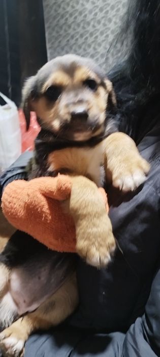 Подарявам бебета