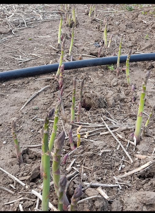 Vind coroane sparanghel