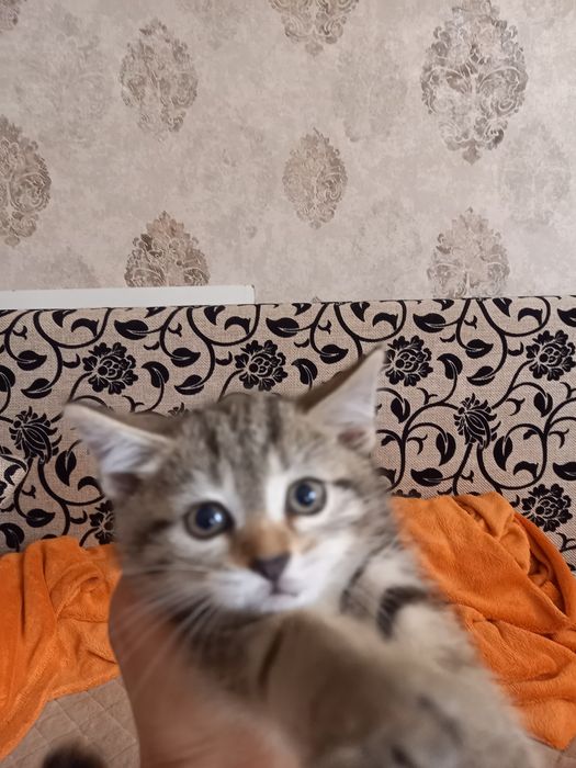 Отдам в добрые руки котят девочки