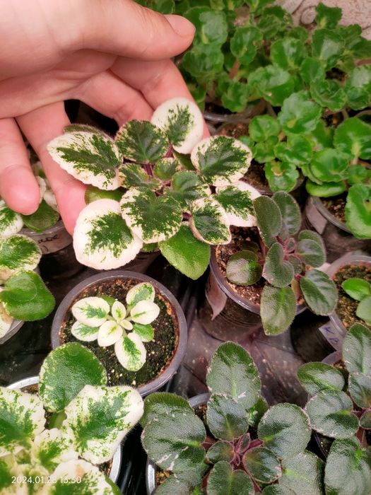 Стартеры фиалок мини и микро сортов