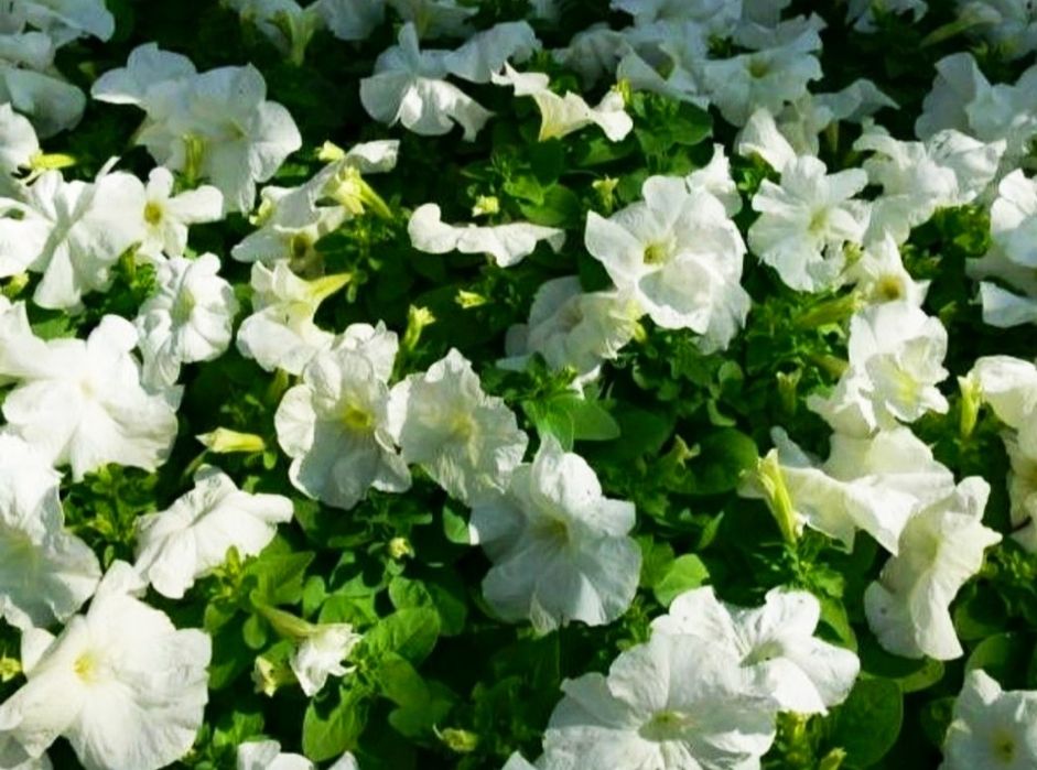 Петуния рассада цветов